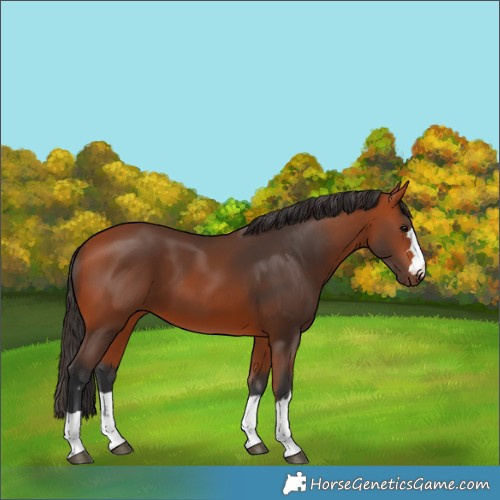 Horse Color:Bay 