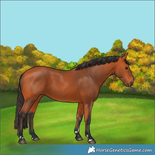 Horse Color:Bay 