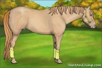 Horse Color:Gold Champagne