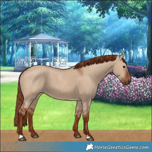 Horse Color:Red Dun 