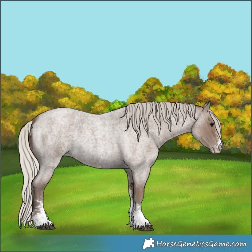 Horse Color:Silver Blue Roan Sabino 