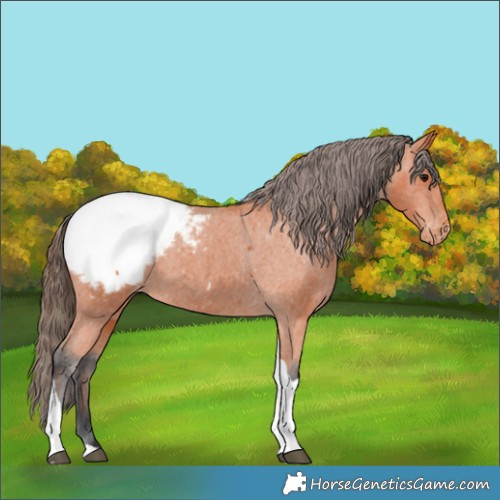 Horse Color:Bay Tobiano Appaloosa
