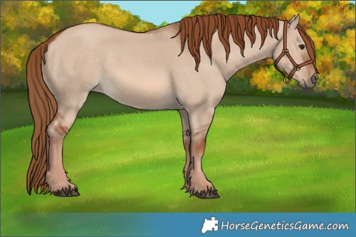 Horse Color:Red Dun 