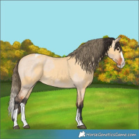 Horse Color:Bay Roan Dun Splash  and Buckskin Splash Varnish 