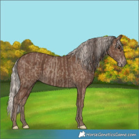 Horse Color:Classic Champagne and Silver Black