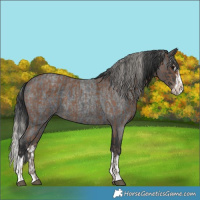Horse Color:Silver Black  and Blue Roan Splash 