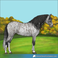 Horse Color:Gray Grullo Varnish and Blue Roan Splash