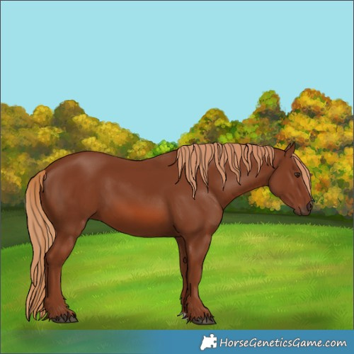 Horse Color:Chestnut 