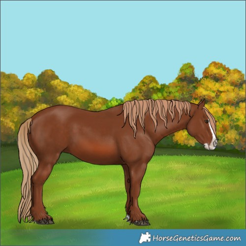 Horse Color:Chestnut Splash 