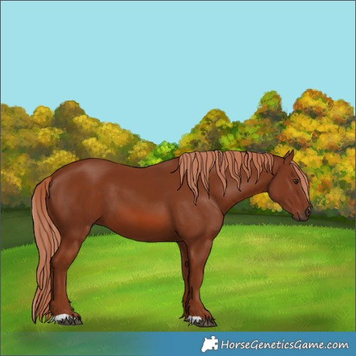 Horse Color:Chestnut 