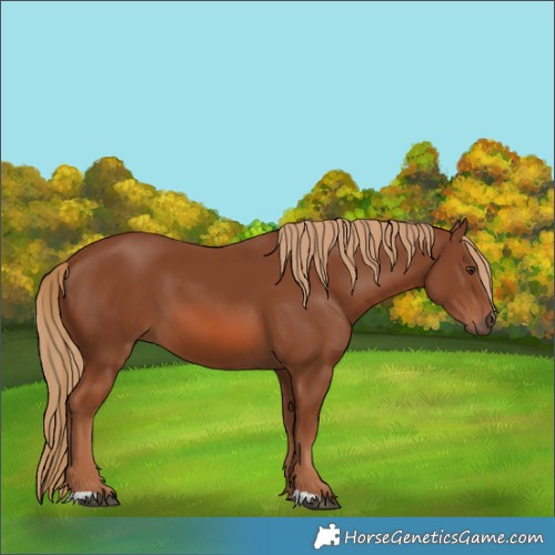 Horse Color:Chestnut 
