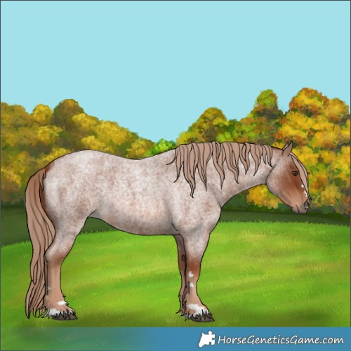 Horse Color:Red Roan
