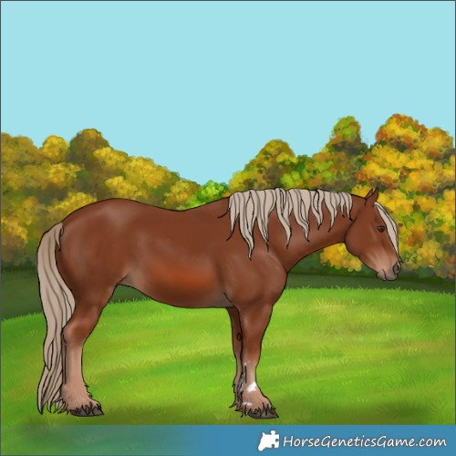Horse Color:Chestnut 