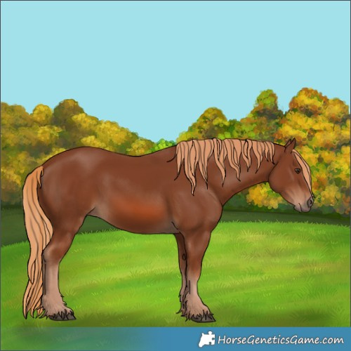 Horse Color:Chestnut 