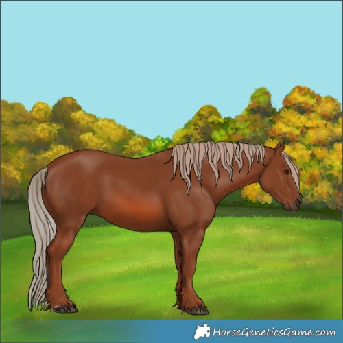 Horse Color:Chestnut 
