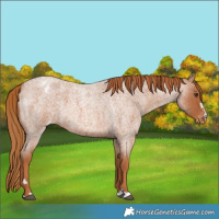 Horse Color:Red Roan Varnish