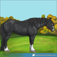 Horse Color:Black 