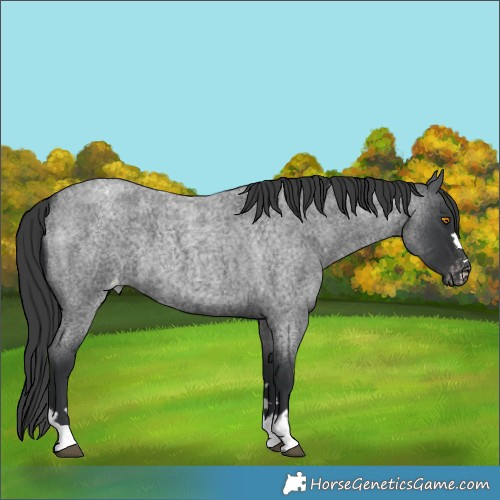 Horse Color:Blue Roan Appaloosa 