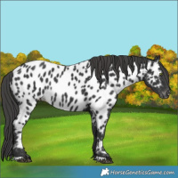 Horse Color:Black Appaloosa 