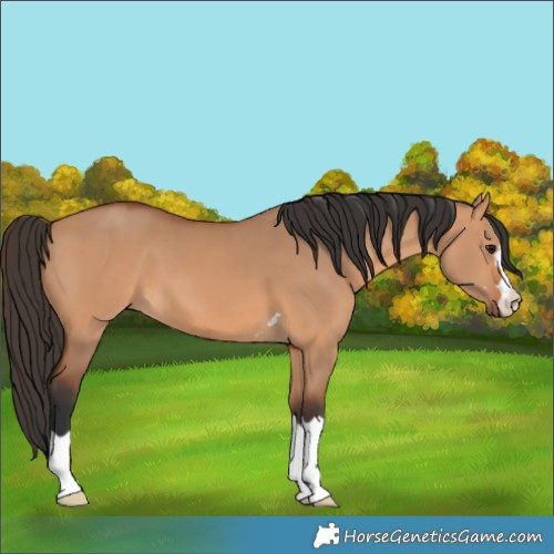 Horse Color:Bay Dun 