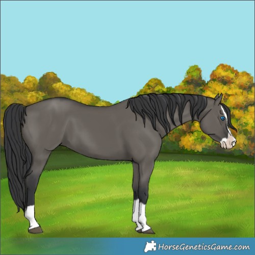 Horse Color:Grullo Splash 