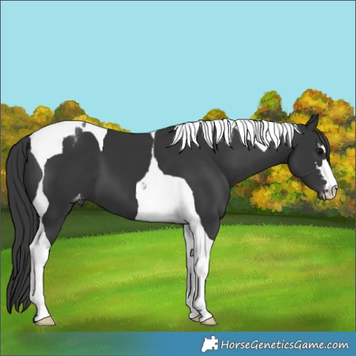 Horse Color:Black Tobiano Appaloosa 