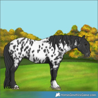 Horse Color:Black Near Leopard 