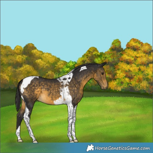 Horse Color:Buckskin Tobiano