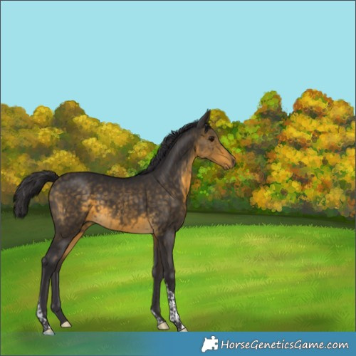 Horse Color:Buckskin Tobiano 