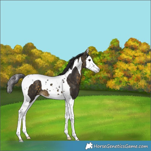 Horse Color:Buckskin Splash Tobiano 