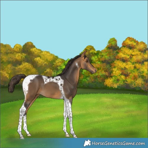 Horse Color:Buckskin Tobiano