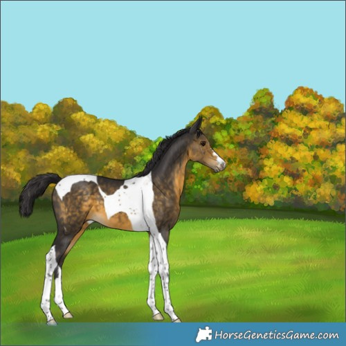 Horse Color:Buckskin Tobiano 