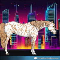Horse Color:Chestnut Appaloosa 