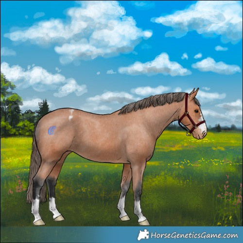 Horse Color:Bay Appaloosa