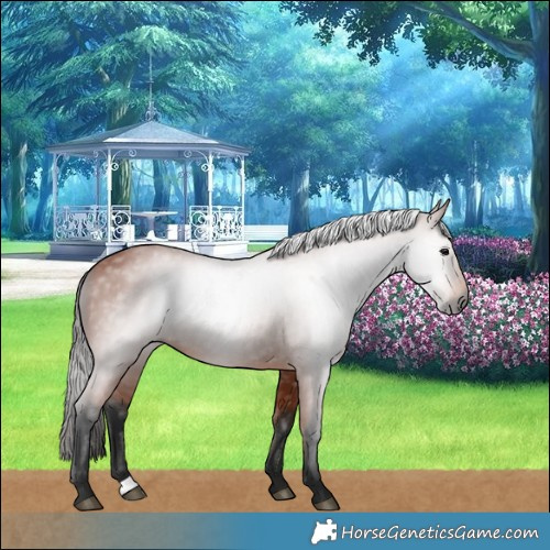 Horse Color:Gray Bay 