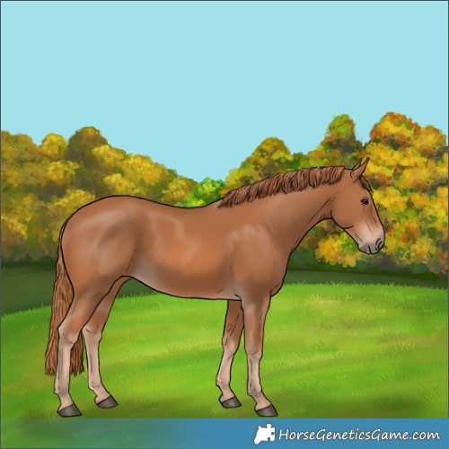 Horse Color:Chestnut 