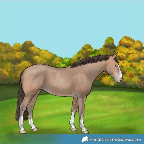 Horse Color:Amber Champagne 