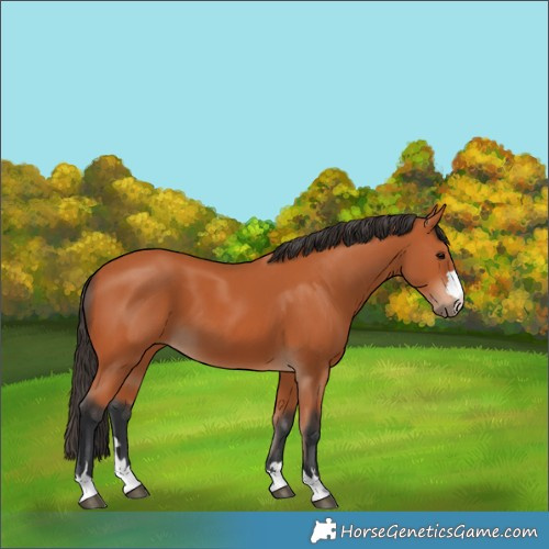 Horse Color:Bay 