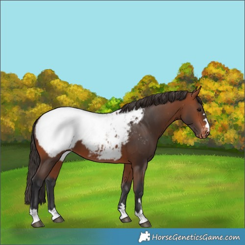 Horse Color:Bay Appaloosa 