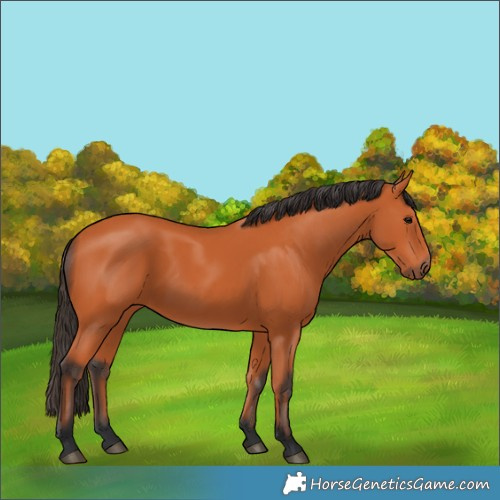 Horse Color:Bay 
