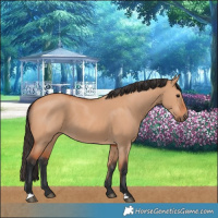 Horse Color:Bay Dun 