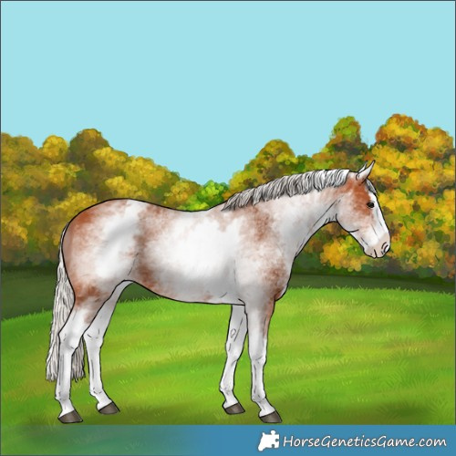 Horse Color:White Spotted Silver Bay Splash 