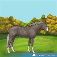 Horse Color:Silver Black