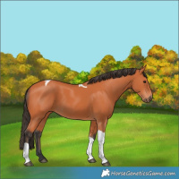 Horse Color:Bay Tobiano 