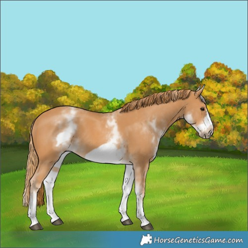 Horse Color:White Spotted Chestnut Frame 