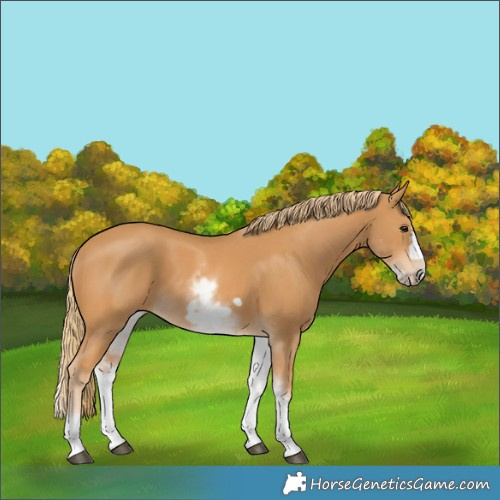 Horse Color:White Spotted Chestnut Frame 
