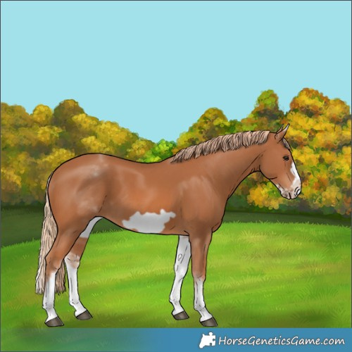Horse Color:White Spotted Chestnut Frame