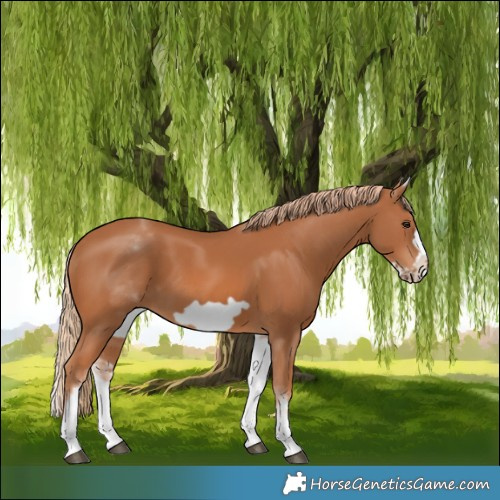 Horse Color:White Spotted Chestnut Frame 