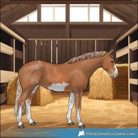 Horse Color:White Spotted Chestnut Frame