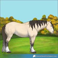 Horse Color:Buckskin Dun Splash